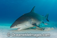 Bull Shark (Carcharhinus leucas). Also known as River Whaler, Freshwater Whaler and Swan River Whaler. Found worldwide in tropical and warm temperate seas and penetrates far into freshwater for extended periods. South Bimini Island, Caribbean Sea.