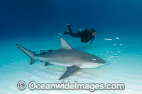 Bull Shark (Carcharhinus leucas) and scuba diver. Also known as River Whaler, Freshwater Whaler and Swan River Whaler. Found worldwide in tropical and warm temperate seas and far into freshwater for extended periods. South Bimini Island, Caribbean Sea.