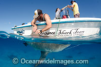 Bull Shark (Carcharhinus leucas), getting tagged by Bimini Shark lab researchers, South Bimini Island, Caribbean Sea.