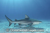 Bull Shark, Carcharhinus leucas. Aka Zambezi Shark or Lake Nicaragua Shark. Bimini Island, Bahamas, Caribbean Sea.