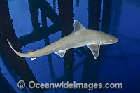 Gulf Smoothhound Shark (Mustelus sinusmexicanus) - swimming under an oil rig in the northern Gulf of Mexico, Louisiana, USA. Found in tropical waters of the continental shelves of the western central Atlantic.