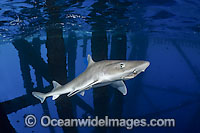 Gulf Smoothhound Shark (Mustelus sinusmexicanus) - swimming under an oil rig in the northern Gulf of Mexico, Louisiana, USA. Found in tropical waters of the continental shelves of the western central Atlantic.