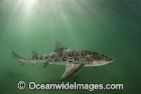 Leopard Houndshark (Triakis semifasciata). Aka Leopard Shark. La Jolla, California, USA, Eastern Pacific.