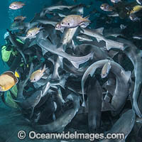 Banded Houndshark (Triakis scyllium). Shark feed in Tateyama, Chiba, Japan, Northwest Pacific Ocean.