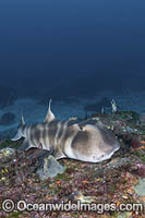 Japanese Bullhead Shark (Heterodontus japonicus). Aka Japanese Horn Shark. Heterodontidae. Hatsushima Island, Izu Peninsula, Sea of Japan.