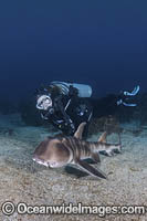 Japanese Bullhead Shark (Heterodontus japonicus) - with diver. Aka Japanese Horn Shark. Heterodontidae. Hatsushima Island, Izu Peninsula, Sea of Japan.