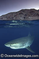 Great White Shark (Carcharodon carcharias). Aka White Pointer, White Shark, White Death, Blue Pointer, Landlord or Mackeral shark. Guadalupe Island, Mexico, Eastern Pacific.