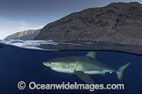 Great White Shark (Carcharodon carcharias). Aka White Pointer, White Shark, White Death, Blue Pointer, Landlord or Mackeral Shark. Guadalupe Island, Mexico, Eastern Pacific.