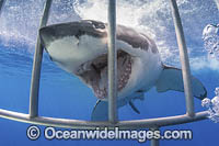 Great White Shark (Carcharodon carcharias) - outside the bars of a shark cage. Aka White Pointer, White Shark, White Death, Blue Pointer, Landlord or Mackeral Shark. Guadalupe Island, Mexico, Eastern Pacific.