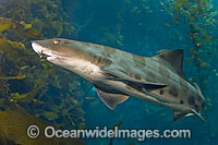 Leopard Shark (Triakis semifasciata). Found in eastern Pacific Ocean, occurring in waters off the coast of Oregon, south to the Gulf of California, Mexico. Photo taken in California, USA