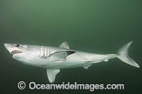 Porbeagle Shark (Lamna nasus). Also known as Mackeral Shark. Found in North and South Atlantic, South Pacific and southern Indian Oceans - including southern Australia. Photo taken in Bay of Fundy, New Brunswick, Canada