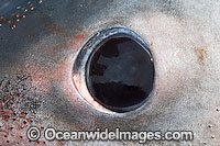 Detail of the eye of a Porbeagle Shark (Lamna nasus). During feeding the Porbeagle's eye rolls back in its socket revealing a toughened pad that limits injury. Bay of Fundy, Canada