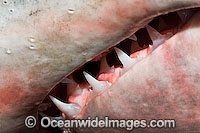 Delail of the ragged jaw of a Porbeagle Shark (Lamna nasus). Bay of Fundy, Canada