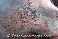 Detail of the Ampullae of Lorenzini of a Porbeagle Shark (Lamna nasus) - a series of jelly filled sacks around the snout that sense weak electric signals in the sharks surroundings. Used to locate prey. Bay of Fundy, Canada