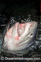 Porbeagle Shark (Lamna nasus) - with its head protruding from surface. Note the skin membrane rolled over the eye, used to protect the eye. Bay of Fundy, Canada.