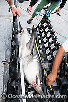 A team of researchers led by Dr Steve Turnbull from the University of New Brunswick use a hammock to hoist a Porbeagle Shark, (Lamna nasus), onto the deck of a research vessel in the Bay of Fundy, Canada