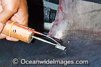 Researchers insert an identification tag below the dorsal fin of a Porbeagle Shark (Lamna nasus). Bay of Fundy, Canada