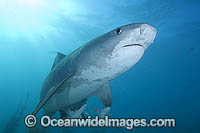 Tiger Shark (Galeocerdo cuvier). Bahamas, Atlantic Ocean