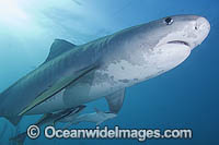 Tiger Shark (Galeocerdo cuvier) with Suckerfish attached. Bahamas, Atlantic Ocean
