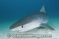 Tiger Shark (Galeocerdo cuvier). Bahamas, Atlantic Ocean