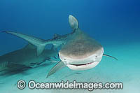 Tiger Shark (Galeocerdo cuvier). Bahamas, Atlantic Ocean.