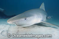 Tiger Shark (Galeocerdo cuvier) with protective membrane covering eye. Bahamas, Atlantic Ocean