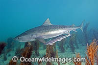 Tiger Shark (Galeocerdo cuvier) with Suckerfish attached. Bahamas, Atlantic Ocean