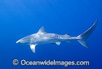 Tiger Shark (Galeocerdo cuvier). Bahamas, Atlantic Ocean. Found in Tropical seas, with seasonal sightings in warm temperate areas.