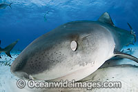 Tiger Shark (Galeocerdo cuvier). Note skin membrane covering the eye to protect the eye. Found in tropical seas, with seasonal sightings in warm temperate areas. Photo taken Tiger Beach, Freeport, Bahamas, Atlantic Ocean.