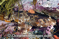 Cobbler Wobbegong Shark (Sutorectus tentaculatus) camouflaged under a ledge. Also known as Cobbler Carpet Shark. South Australia