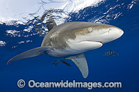 Oceanic Whitetip Shark (Carcharhinus longimanus). This oceanic shark is found worldwide in tropical and temperate seas. Photo taken at Cat Island, Bahamas, Atlantic Ocean.
