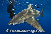 Diver with Oceanic Whitetip Shark (Carcharhinus longimanus). This oceanic shark is found worldwide in tropical and temperate seas. Photo taken at Cat Island, Bahamas, Atlantic Ocean.