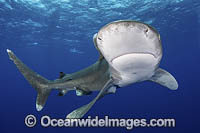 Oceanic Whitetip Shark (Carcharhinus longimanis). A circumtropical ocean wanderer. Cat Island, Bahamas.