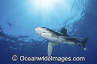 Oceanic Whitetip Shark (Carcharhinus longimanis). A circumtropical ocean wanderer. Cat Island, Bahamas.
