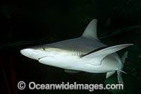 Sandbar Shark (Carcharhinus plumbeus) swimming at night. Also known as Thickskin Shark. Found in Tropical and Warm Temperate Seas of the world.