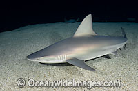 Sandbar Shark (Carcharhinus plumbeus). Also known as Thickskin Shark. Found in tropical and warm temperate seas worldwide.