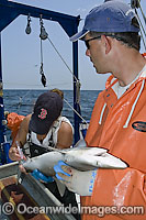 Dr Eric Hoffmeyer measures and tags an Atlantic Sharpnose Shark (Rhizoprionodon terraenovae) in the Mississippi Sound, Ocean Springs, Mississippi, Gulf of Mexico.