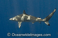 Spinner Shark (Carcharhinus brevipinna). Also known as Longnose Grey Shark, Inkytail Shark and Smoothfang Shark. Found in warm temperate and tropical seas in Atlantic, Indian and Western Pacific oceans. Photo taken Gulf of Mexico, Louisiana, USA.