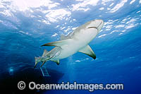 Lemon Shark (Negaprion brevirostris) - with Remora Suckerfish attached. Tiger Beach, Bahamas, Caribbean Sea, Atlantic Ocean.