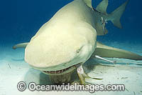 Lemon Shark (Negaprion brevirostris) - feeding. Tiger Beach, Bahamas, Caribbean Sea, Atlantic Ocean.