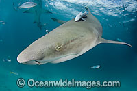 Lemon shark (Negaprion brevirostris). Found in the tropical western Atlantic from New Jersey to southern Brazil, and in the north eastern Atlantic off west Africa. Photo taken northern Bahamas, Atlantic Ocean.
