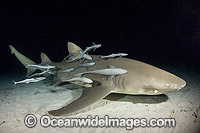 Lemon shark (Negaprion brevirostris), with Remora Suckerfish attached. Found in the tropical western Atlantic and in the north eastern Atlantic. Photo taken at Tiger Beach, Bahamas, Atlantic Ocean.