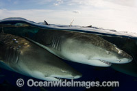 Lemon Sharks (Negaprion brevirostris). Photo taken at Tiger Beach, Grand Bahama Bank, Caribbean Sea, Atlantic Ocean.