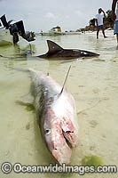 Tiger Shark (Galeocerdo cuvier) in beach shallows. Caught by Shark fishermen on a long-line. Holbox Island, Mexico.