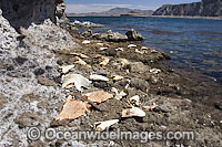 Discarded heads of Pacific Sharpnose Sharks (Rhizoprionodon longurio), Smooth Hammerhead Sharks (Sphyrna zygaena), numerous Guitarfishes and a filleted Butterfly Ray. Mulege, Sea of Cortez, Mexico.