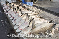 Shark carcasses ready for auction at Deira fish market in Dubai, UAE.  Mostly Blacktip sharks (Carcharhinus limbatus) and Spottail Sharks (Carcharhinus sorrah).