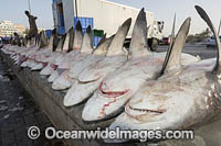 Shark carcasses ready for auction at Deira fish market in Dubai, UAE.  Mostly Blacktip sharks (Carcharhinus limbatus) and Spottail Sharks (Carcharhinus sorrah).