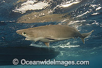 Bigeye Sixgill Shark (Hexanchus nakamurai) - (formerly Hexanchus vitulus). Sparsely found in tropical and warm temperate waters of the western Pacific, Atlantic and Indian Oceans. Photo taken at Cape Eleuthera, Bahamas, Atlantic Ocean.