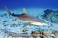 Blacknose Shark (Carcharhinus acronotus). St Maarten, Netherland Antilles, Caribbean Sea