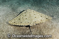 Spiny Butterfly Ray (Gymnura altavela). Los Gigantes, Tenerife, Canary Islands, Spain, off the northwest coast of mainland Africa